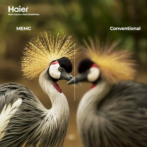 Haier 55" H55S80EUX QLED 4K Google TV lifestyle view